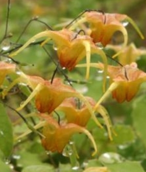 Epimedium 'Amber Queen' ®