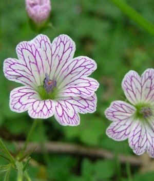 Geranium versicolor