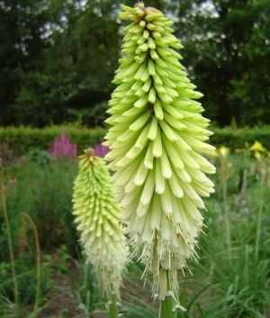 Kniphofia 'Ice Queen'