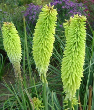 Kniphofia 'Percy's Pride'