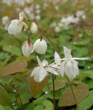 Epimedium young. 'Niveum'