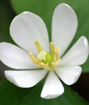 Jeffersonia diphylla