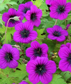 Geranium 'Ann Folkard'