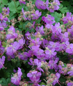 Geranium cant. 'Cambridge'