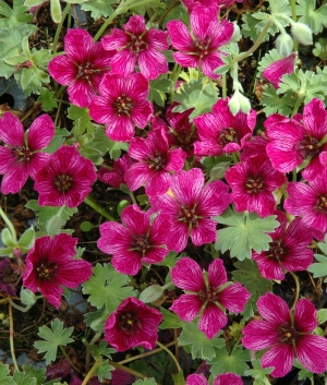 Geranium cin. 'Purple Pillow' ®