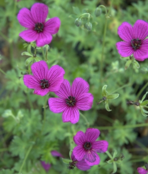 Geranium cin. 'Giuseppii'