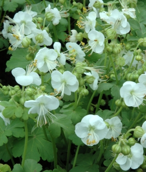 Geranium macr. 'White Ness'