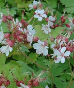 Geranium macr. 'Spessart'