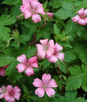 Geranium endressii 'Wargrave Pink'