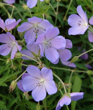 Geranium clarkei 'Kashmir Light Blue'