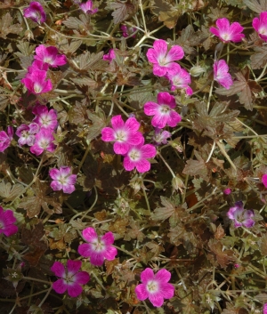 Geranium 'Tanja Rendall' ®