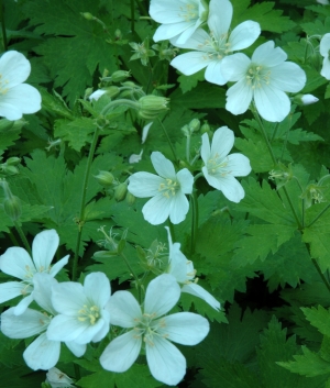 Geranium sylvaticum 'Album'