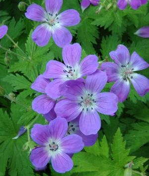 Geranium sylvaticum 'Mayflower'