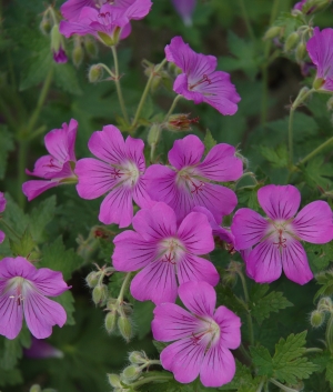 Geranium 'Sirak'