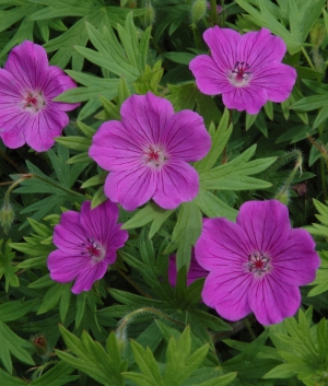 Geranium sanguineum 'Tiny Monster'