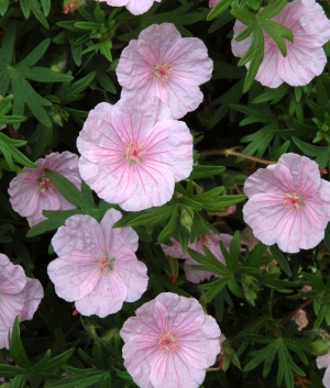 Geranium sanguineum 'Striatum'