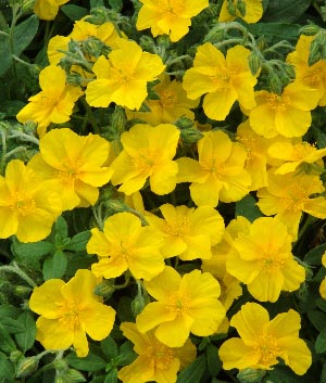 Helianthemum hybride 'Amy Baring'