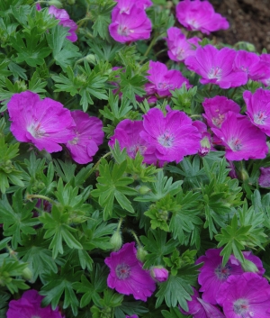 Geranium sanguineum 'Max Frei'