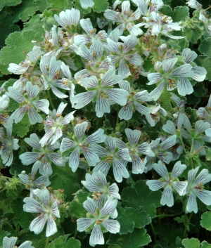 Geranium renardii