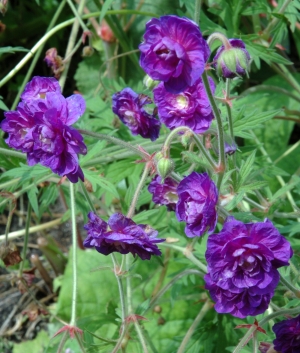 Geranium pratense 'Plenum Violaceum'