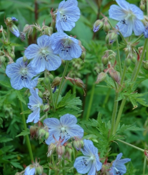 Geranium pratense 'Mrs. Kendall Clark'