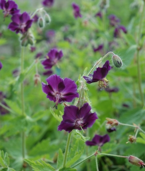 Geranium phaeum 'Raven'