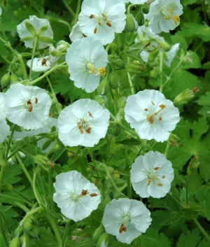 Geranium phaeum 'Album'