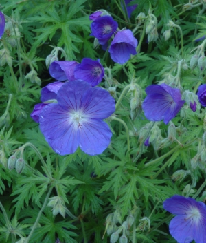 Geranium 'Orion'