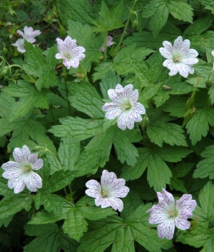 Geranium nodosum