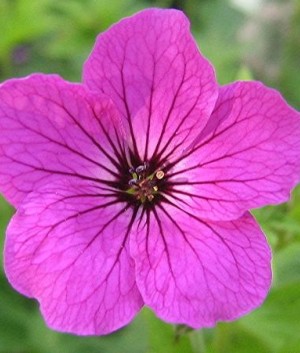 Geranium 'Red Admiral'