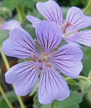 Geranium 'Stephanie'