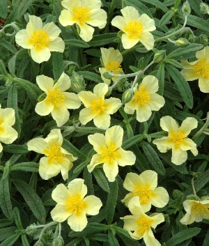 Helianthemum hybride 'Ben Attow'