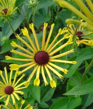 Rudbeckia subt. 'Henryi Eilers'