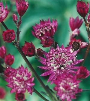 Astrantia maj. 'Queens Children'