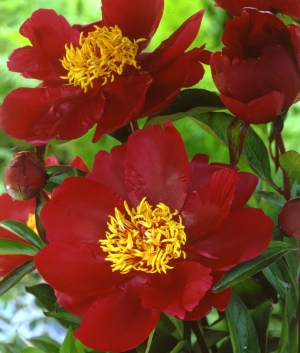 Paeonia 'Miss Mary'