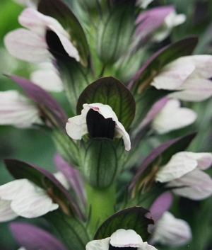 Acanthus 'Mornings Candle'