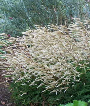 Aruncus 'Guinea Fowl'