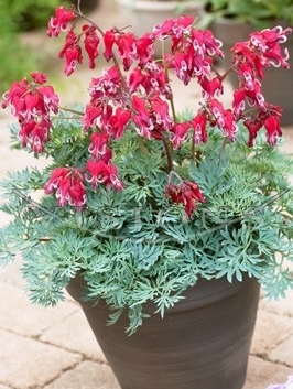 Dicentra 'Burning Hearts' ®