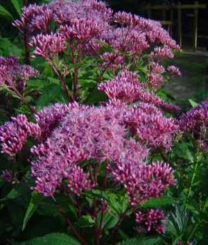 Eupatorium mac. 'Purple Bush'