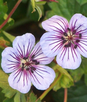 Geranium 'Chrystal Lake' ®