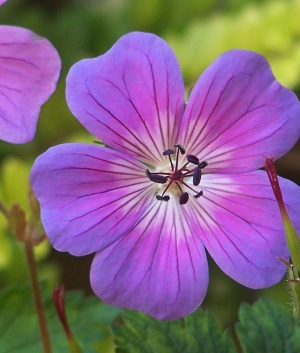 Geranium 'Rainbow' ®