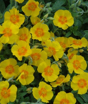 Helianthemum hybride 'Ben Fhada'