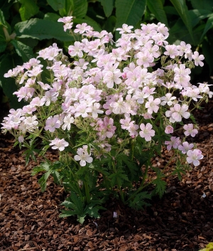 Geranium 'Melinda' ®