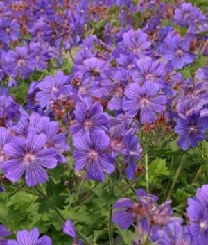 Geranium 'Sibani Blue'