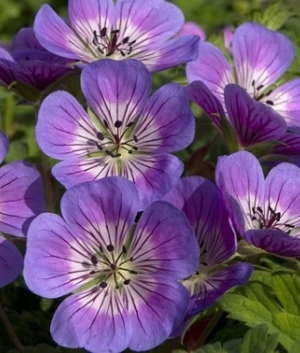 Geranium 'Sweet Heidi' ®