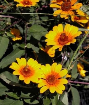 Heliopsis hel.var. 'Summer Nights'