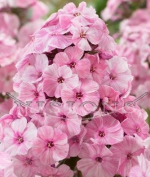 Phlox pan. 'Picasso' tm