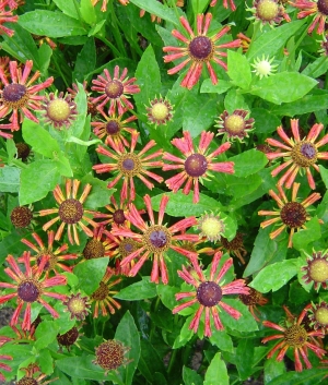 Helenium 'Loysder Wieck'