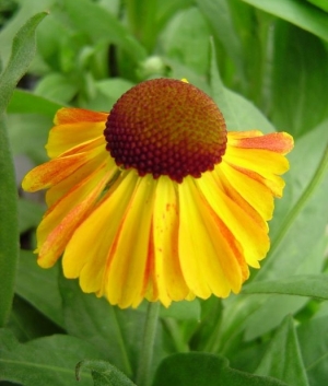 Helenium 'Sahin's Early Flowerer'