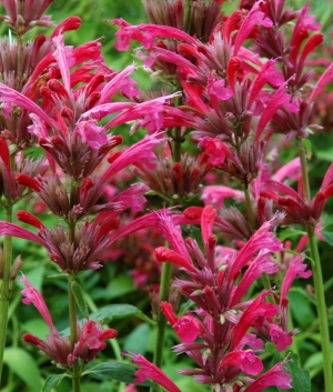 Agastache hybr. 'Red Fortune' ®